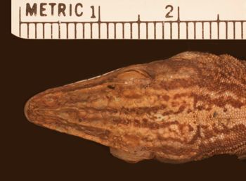 Media type: image;   Herpetology R-172056
